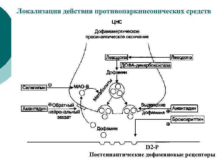 Локализация действия противопаркинсонических средств D 2 -P Постсинаптические дофаминовые рецепторы 