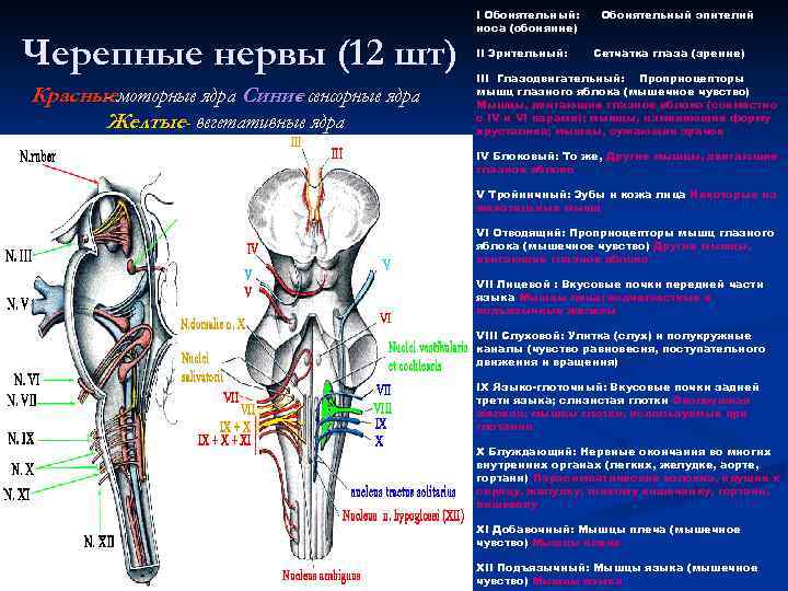 Черепные нервы (12 шт) Красныемоторные ядра Синие сенсорные ядра Желтые- вегетативные ядра I Обонятельный: