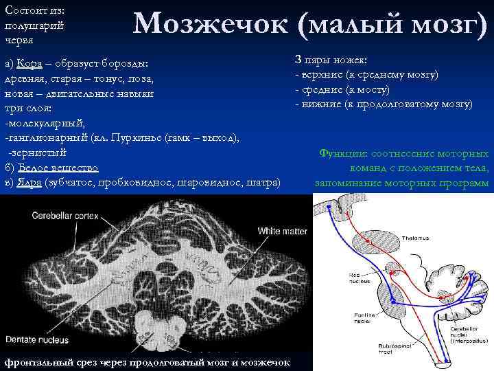 Состоит из: полушарий червя Мозжечок (малый мозг) а) Кора – образует борозды: древняя, старая