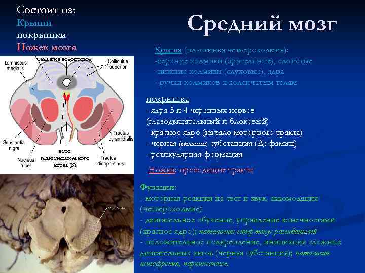 Состоит из: Крыши покрышки Ножек мозга Сильвиев водопровод Средний мозг Крыша (пластинка четверохолмия): -верхние