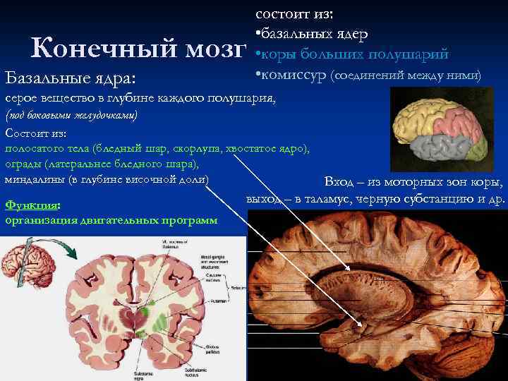 Конечный мозг Базальные ядра: состоит из: • базальных ядер • коры больших полушарий •