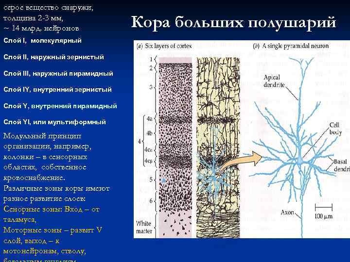 серое вещество снаружи, толщина 2 -3 мм, ~ 14 млрд. нейронов Слой I, молекулярный