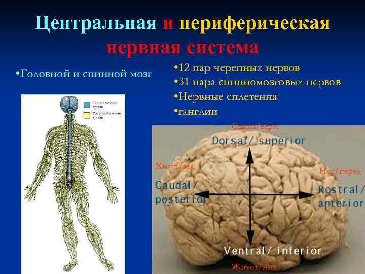 Центральная и периферическая нервная система • Головной и спинной мозг • 12 пар черепных