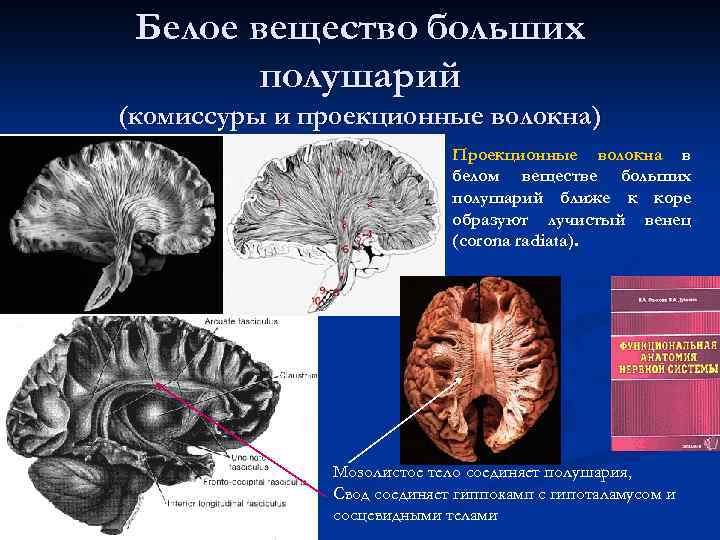 Белое вещество больших полушарий (комиссуры и проекционные волокна) Проекционные волокна в белом веществе больших