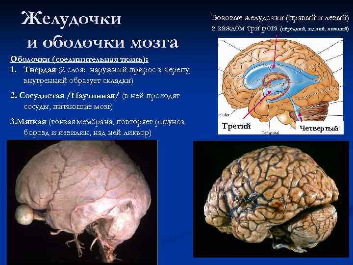 Желудочки и оболочки мозга Боковые желудочки (правый и левый) в каждом три рога (передний,