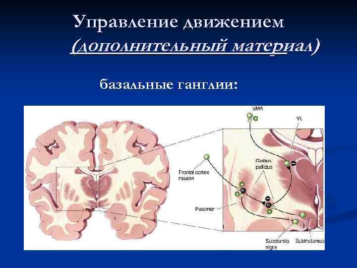 Управление движением (дополнительный материал) базальные ганглии: 