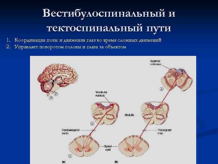 Вестибулоспинальный и тектоспинальный пути 1. Координация позы и движения глаз во время сложных движений