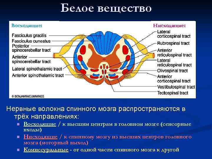 Белое вещество Восходящие: Нисходящие: Нервные волокна спинного мозга распространяются в трёх направлениях: n n