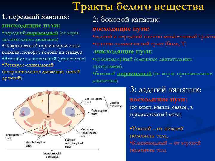 1. передний канатик: нисходящие пути: Тракты белого вещества • передний пирамидный (от коры, произвольные