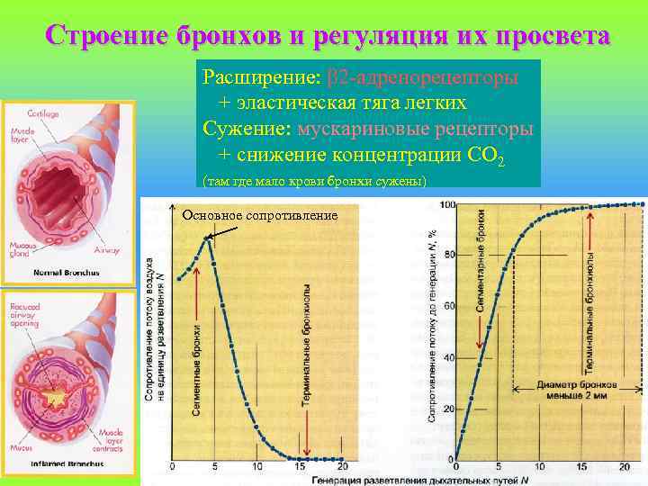 Строение бронхов и регуляция их просвета Расширение: 2 -адренорецепторы + эластическая тяга легких Сужение: