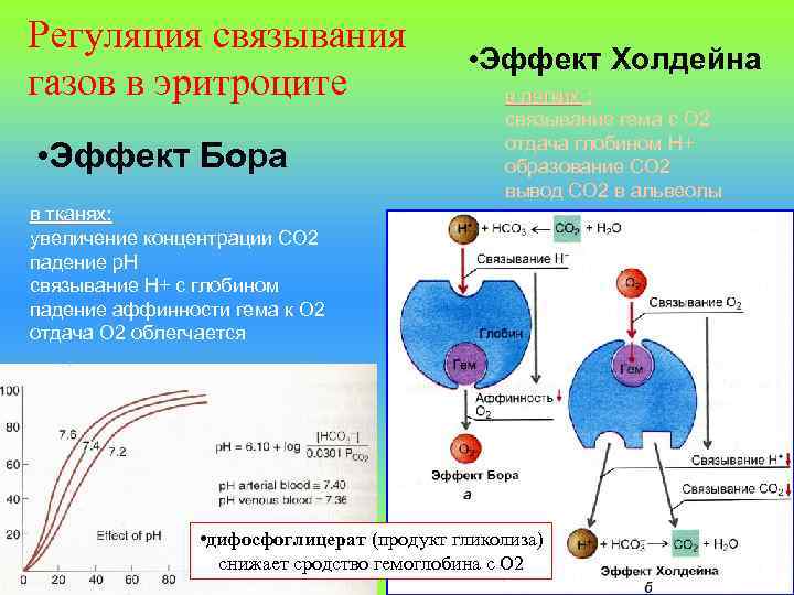 Регуляция связывания газов в эритроците • Эффект Бора • Эффект Холдейна в легких :