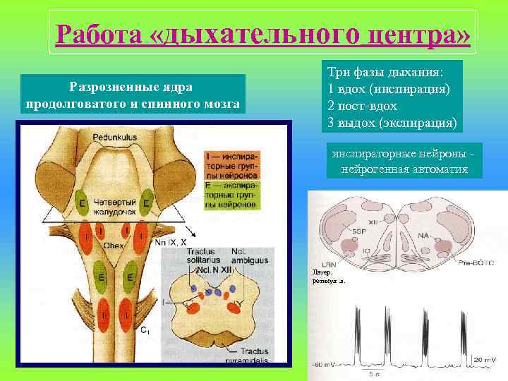 Работа «дыхательного центра» Разрозненные ядра продолговатого и спинного мозга Три фазы дыхания: 1 вдох