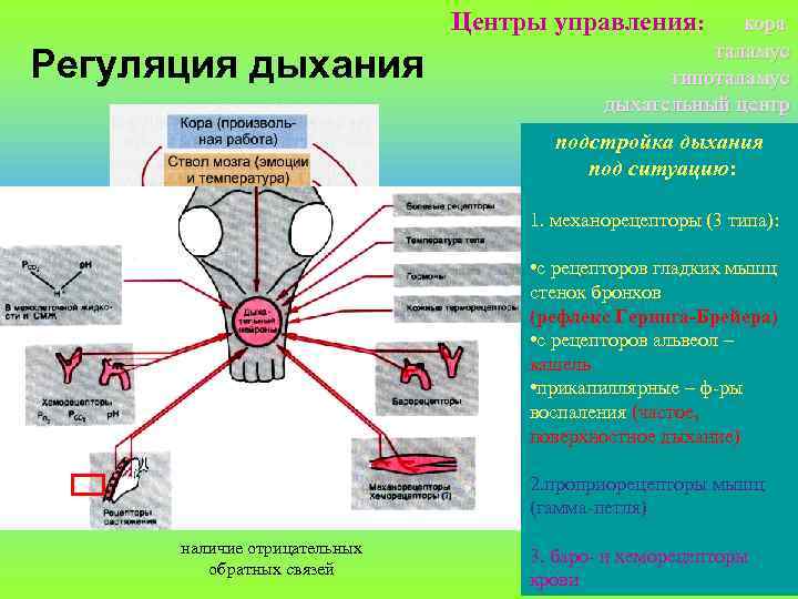 Центры управления: Регуляция дыхания кора таламус гипоталамус дыхательный центр подстройка дыхания под ситуацию: 1.