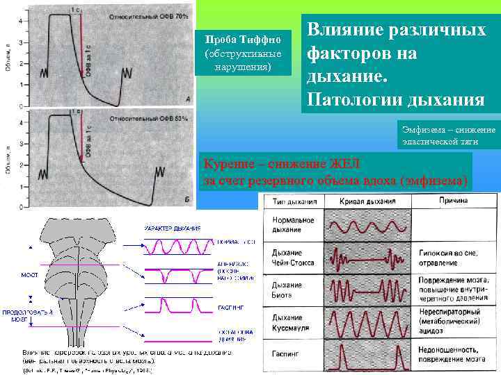 Проба Тиффно (обструктивные нарушения) Влияние различных факторов на дыхание. Патологии дыхания Эмфизема – снижение