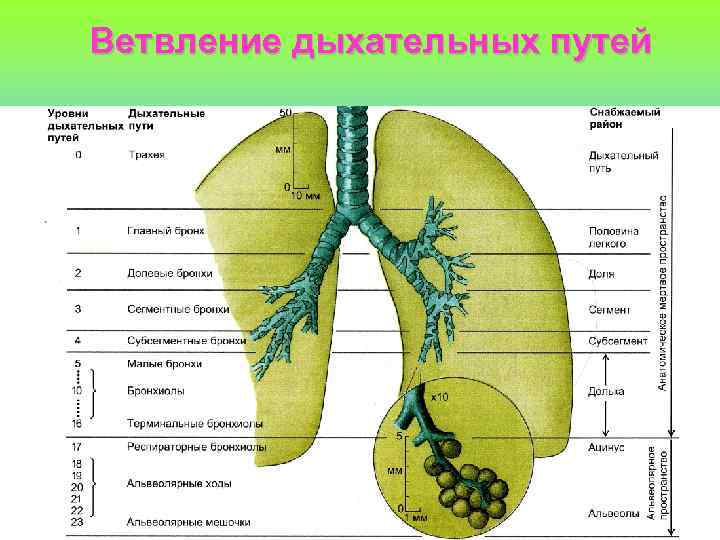 Ветвление дыхательных путей 