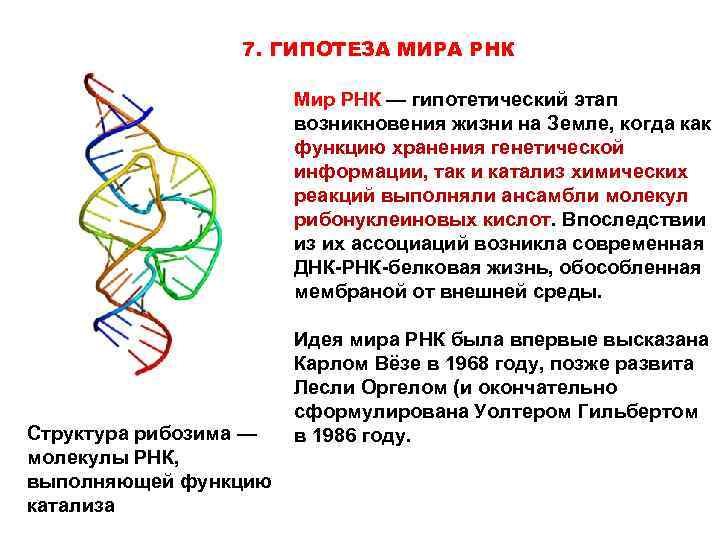 Каталитическая рнк. Гипотеза РНК. Мир РНК гипотеза. РНК теория происхождения жизни.