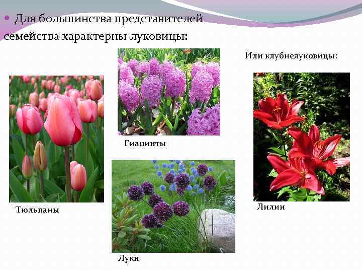 Три примера лилейных. Семейство Лилейные тюльпан. Систематика лилейных растений. Дикие представители семейства Лилейные. Представители лилейных растений.