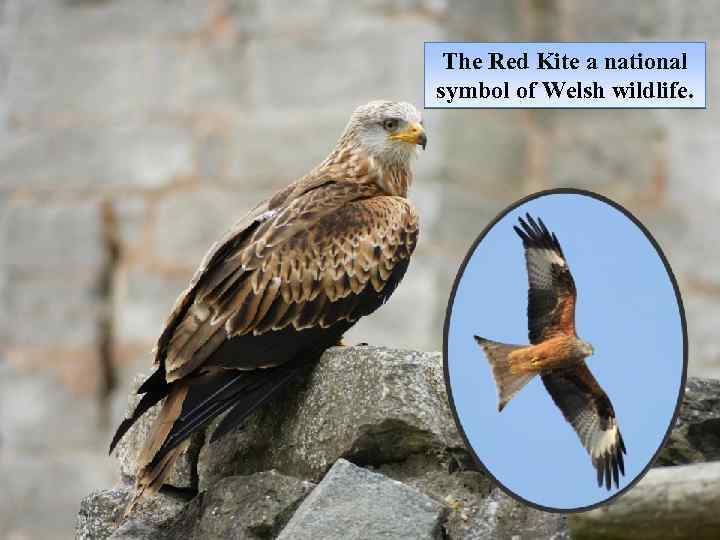 The Red Kite a national symbol of Welsh wildlife. 