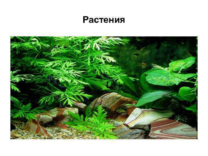 Растения 