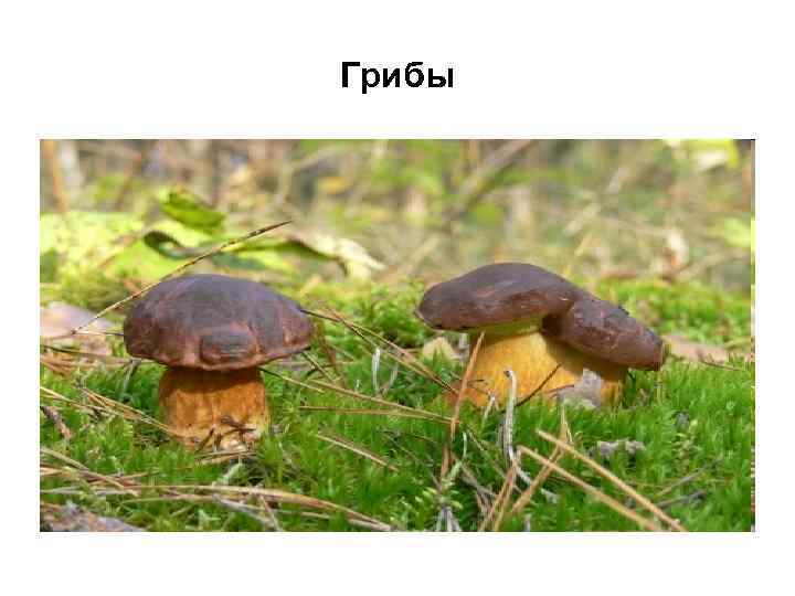 Грибы 