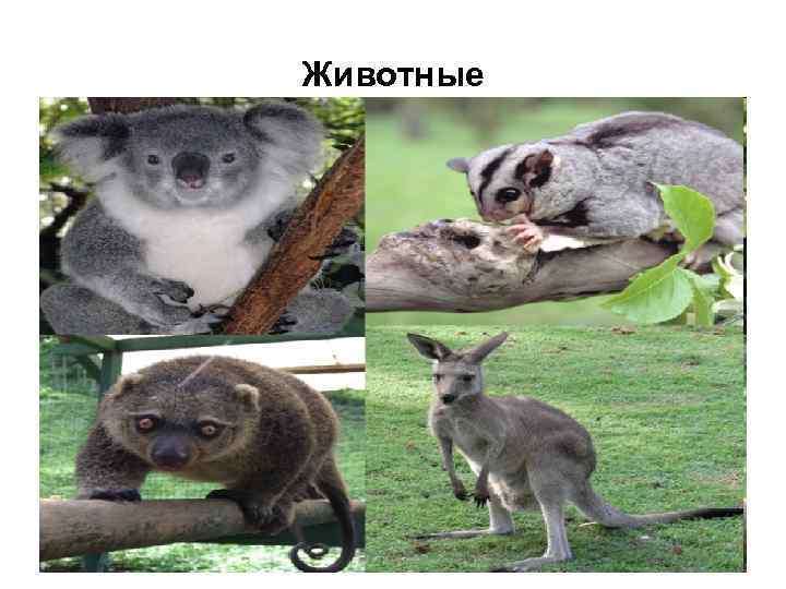 Животные 