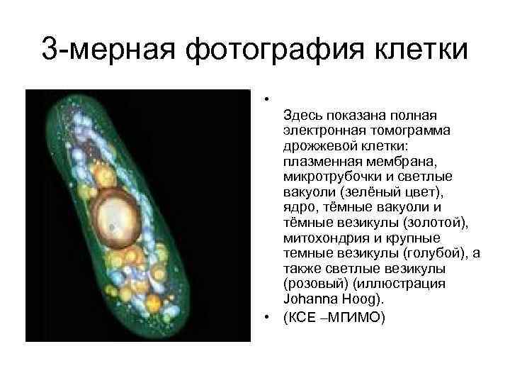 3 -мерная фотография клетки • Здесь показана полная электронная томограмма дрожжевой клетки: плазменная мембрана,