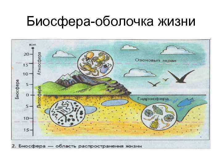 Биосфера-оболочка жизни 