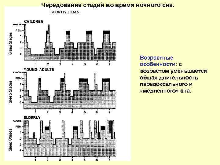 Чередование стадий во время ночного сна. Возрастные особенности: с возрастом уменьшается общая длительность парадоксального
