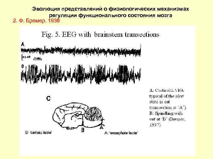 Эволюция представлений о физиологических механизмах регуляции функционального состояния мозга 2. Ф. Бремер. 1938 
