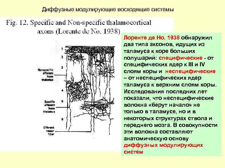Диффузные модулирующие восходящие системы Лоренте де Но, 1938 обнаружил два типа аксонов, идущих из