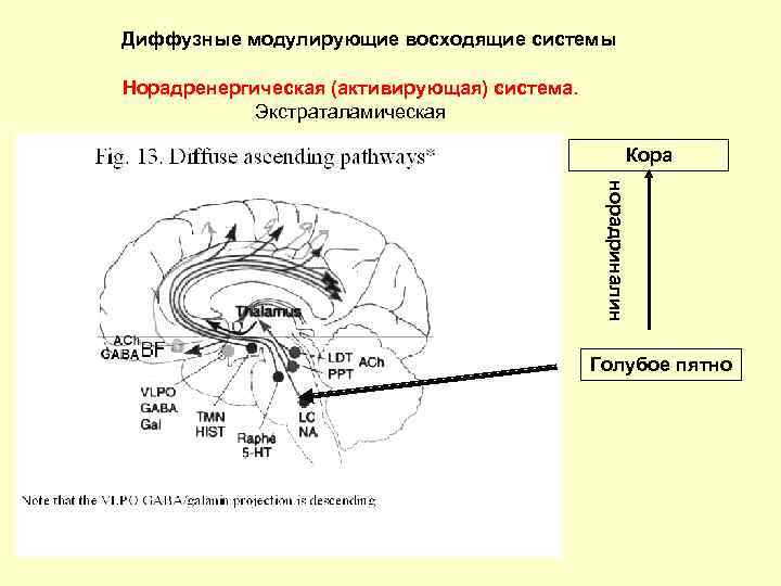 Диффузные модулирующие восходящие системы Норадренергическая (активирующая) система. Экстраталамическая Кора норадриналин Голубое пятно 