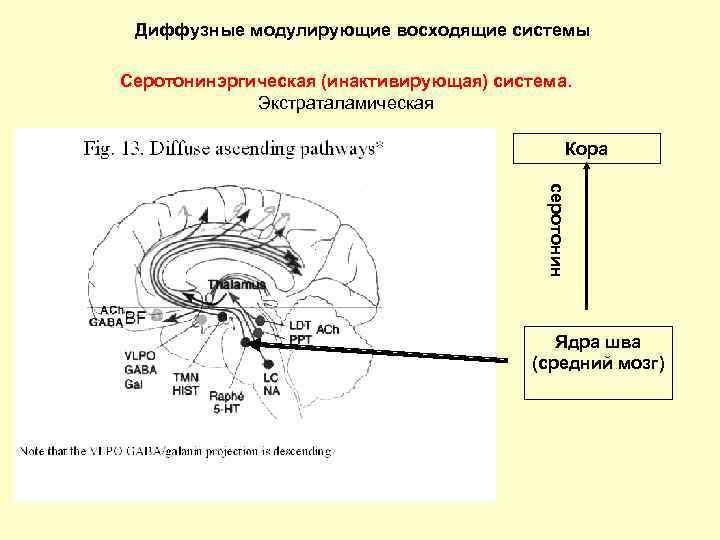 Диффузные модулирующие восходящие системы Серотонинэргическая (инактивирующая) система. Экстраталамическая Кора серотонин Ядра шва (средний мозг)