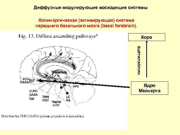 Диффузные модулирующие восходящие системы Холинэргическая (активирующая) система переднего базального мозга (basal forebrain). Кора ацетилхолин
