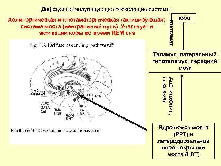 Психофизиология в схемах и комментариях черенкова