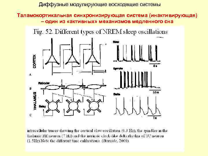 Диффузные модулирующие восходящие системы Таламокортикальная синхронизирующая система (инактивирующая) – один из «активных» механизмов медленного