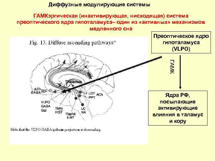 Диффузные модулирующие системы ГАМКэргическая (инактивирующая, нисходящая) система преоптического ядра гипоталамуса– один из «активных» механизмов