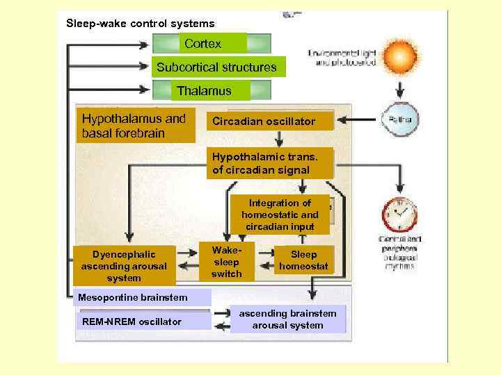 Sleep-wake control systems Cortex Subcortical structures Thalamus Hypothalamus and basal forebrain Circadian oscillator Hypothalamic