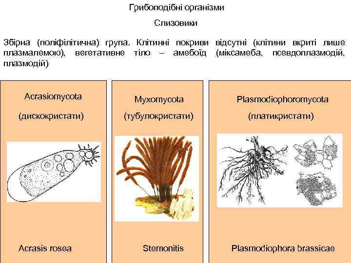 Грибоподібні організми Слизовики Збірна (поліфілітична) група. Клітинні покриви відсутні (клітини вкриті лише плазмалемою), вегетативне