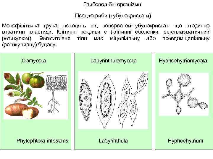 Грибоподібні організми Псевдогриби (тубулокристати) Монофілітична група: походять від водоростей-тубулокристат, що вторинно втратили пластиди. Клітинні