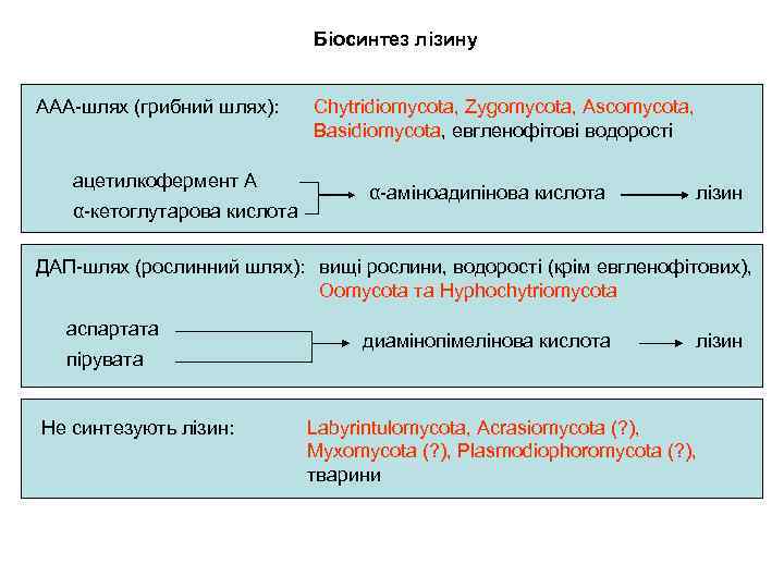 Біосинтез лізину ААА-шлях (грибний шлях): ацетилкофермент А α-кетоглутарова кислота Chytridiomycota, Zygomycota, Ascomycota, Basidiomycota, евгленофітові