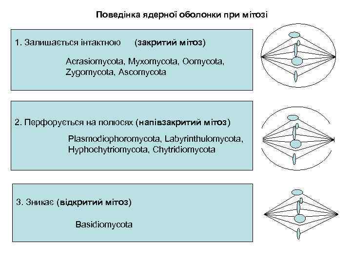 Поведінка ядерної оболонки при мітозі 1. Залишається інтактною (закритий мітоз) Acrasiomycota, Myxomycota, Oomycota, Zygomycota,