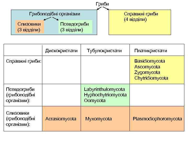 Гриби Грибоподібні організми Слизовики (3 відділи) Псевдогриби (3 відділи) Дискокристати Справжні гриби (4 відділи)