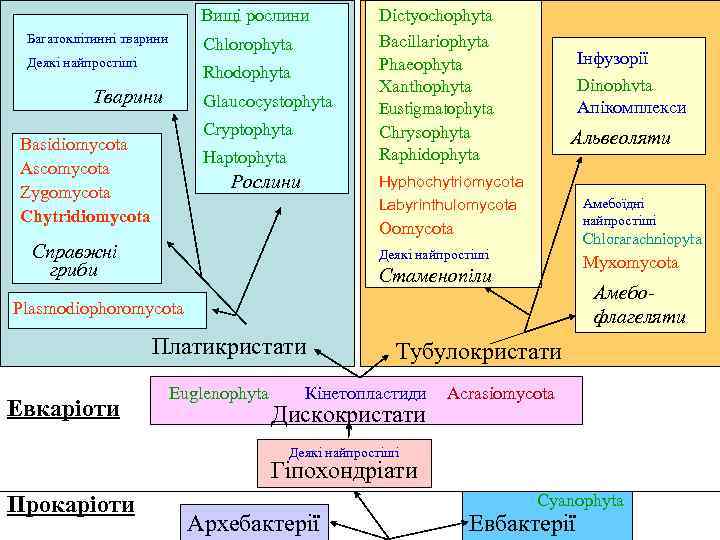 Вищі рослини Багатоклітинні тварини Chlorophyta Деякі найпростіші Rhodophyta Тварини Glaucocystophyta Cryptophyta Basidiomycota Ascomycota Zygomycota