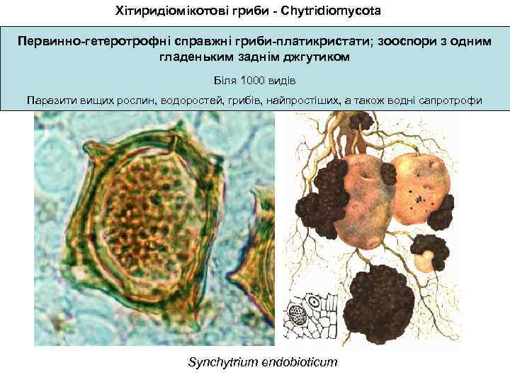 Хітиридіомікотові гриби - Chytridiomycota Первинно-гетеротрофні справжні гриби-платикристати; зооспори з одним гладеньким заднім джгутиком Біля