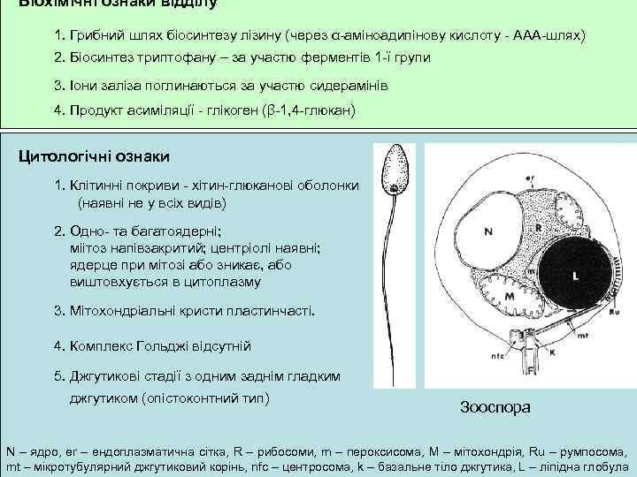 Біохімічні ознаки відділу 1. Грибний шлях біосинтезу лізину (через α-аміноадипінову кислоту - ААА-шлях) 2.