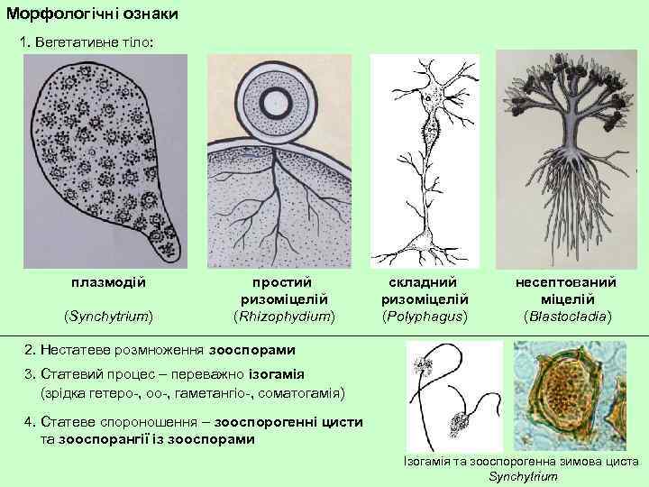 Морфологічні ознаки 1. Вегетативне тіло: плазмодій (Synchytrium) простий ризоміцелій (Rhizophydium) складний ризоміцелій (Polyphagus) несептований