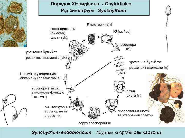 Порядок Хітридіальні - Chytridiales Рід синхітріум - Synchytrium Каріогамія (2 n) зооспорогенна (зимова) циста