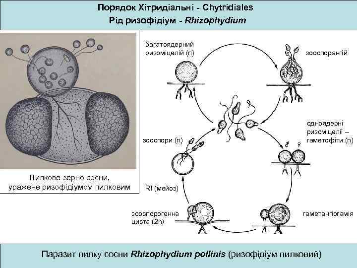 Порядок Хітридіальні - Chytridiales Рід ризофідіум - Rhizophydium багатоядерний ризоміцелій (n) зооспори (n) Пилкове