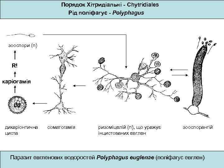 Порядок Хітридіальні - Chytridiales Рід поліфагус - Polyphagus зооспори (n) R! каріогамія дикаріонтична циста