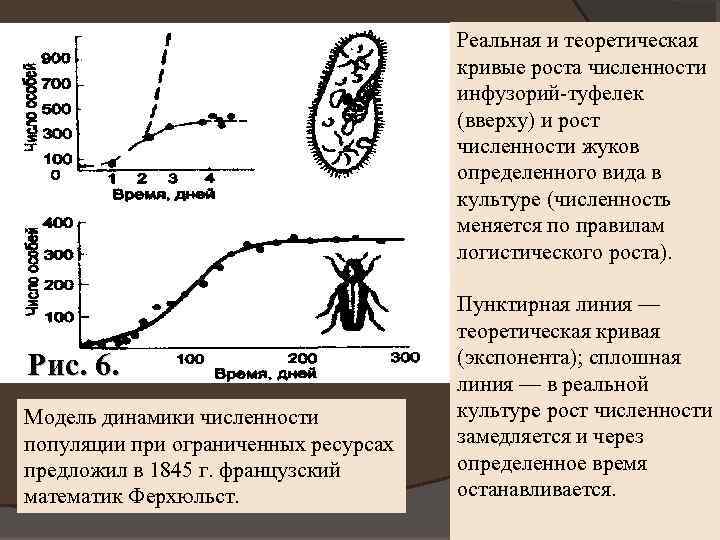 Реальная и теоретическая кривые роста численности инфузорий-туфелек (вверху) и рост численности жуков определенного вида